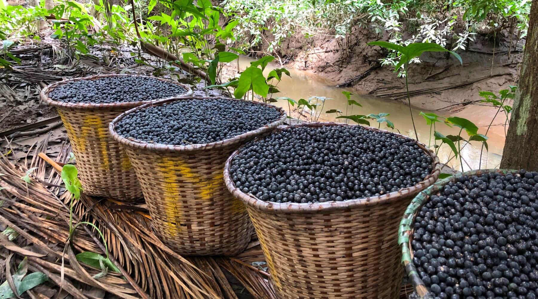 Basket of acai berries in the Amazon