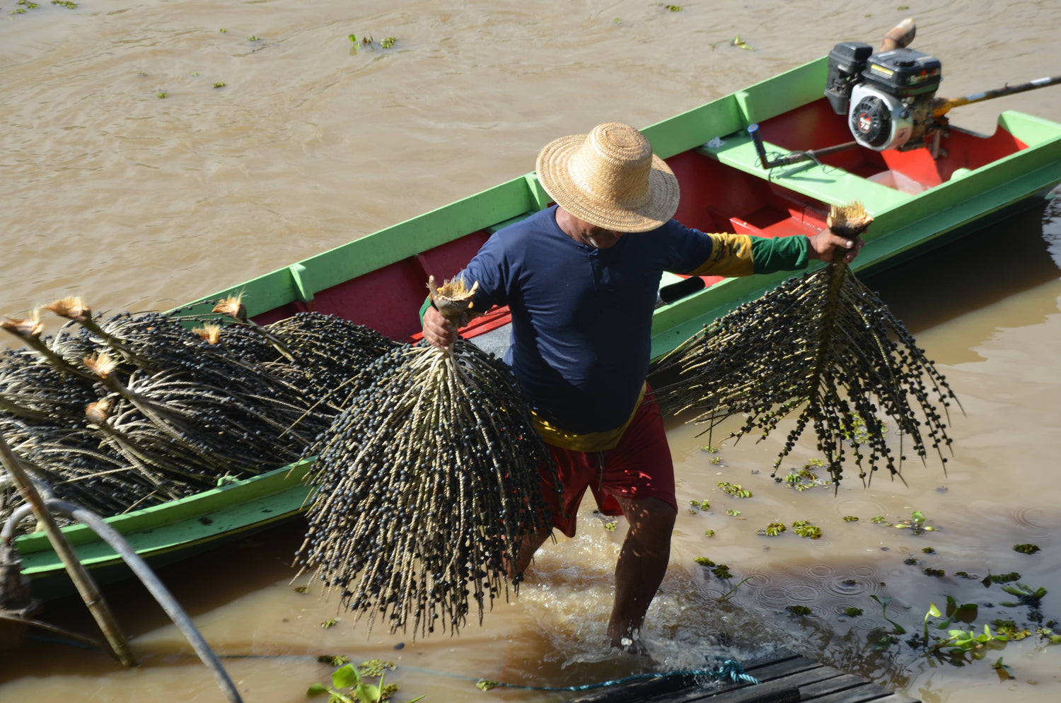 Brazilian acai - acai pulp production