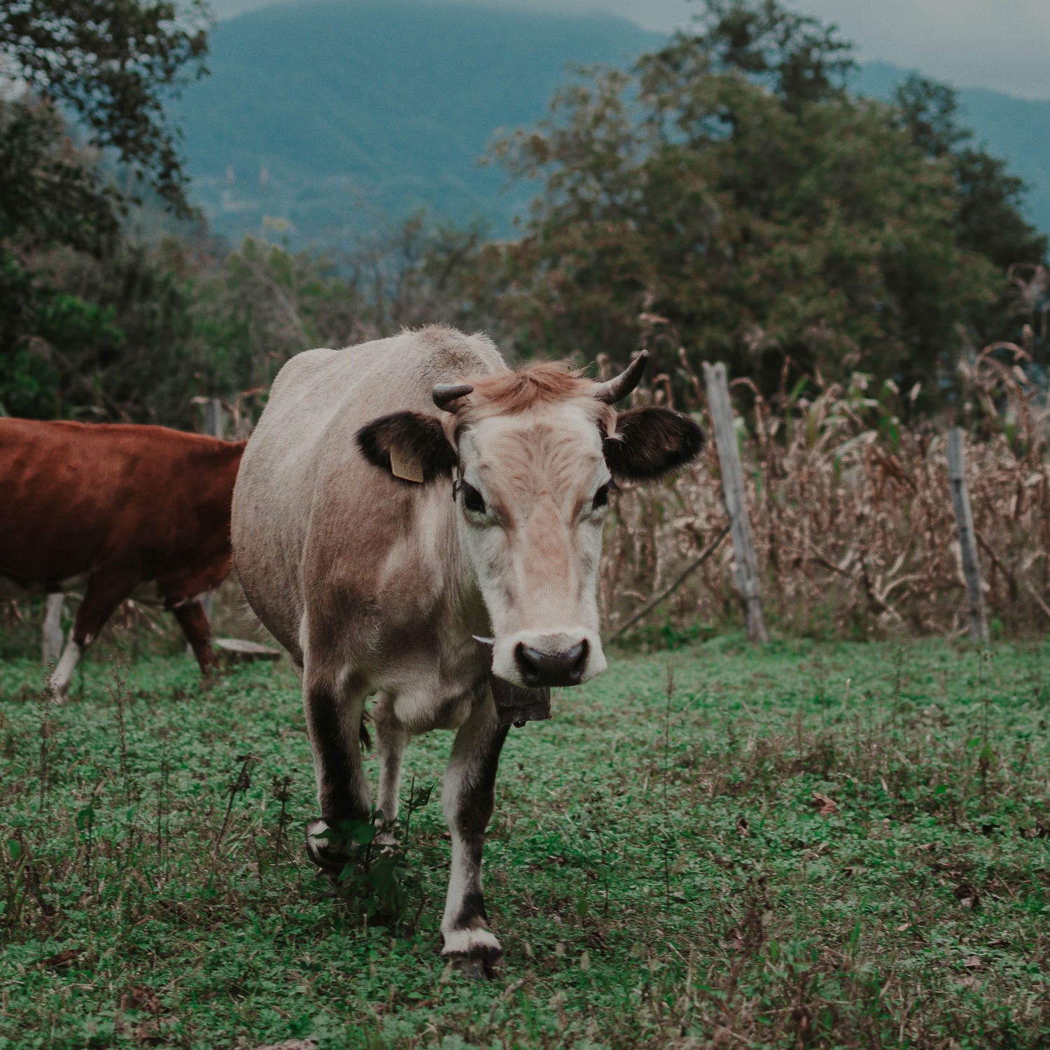 Une vache dans un pré