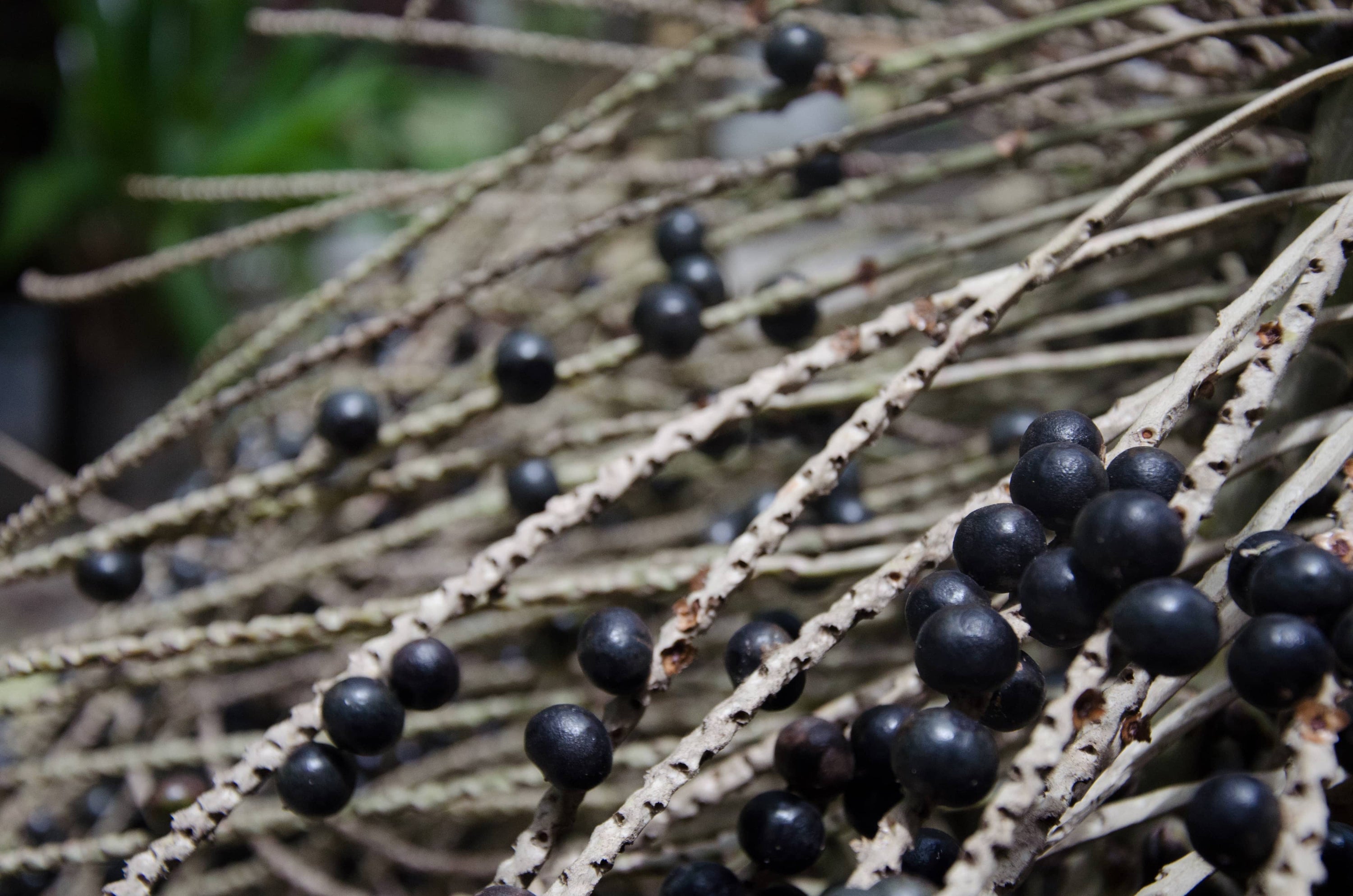 baies d'acai