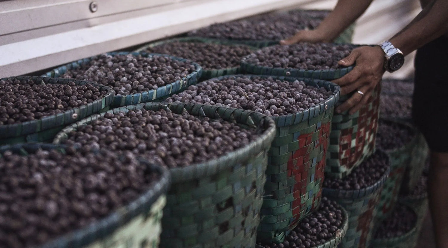 Qu’est-ce que l’acai ? Origine, bienfaits et comment le consommer