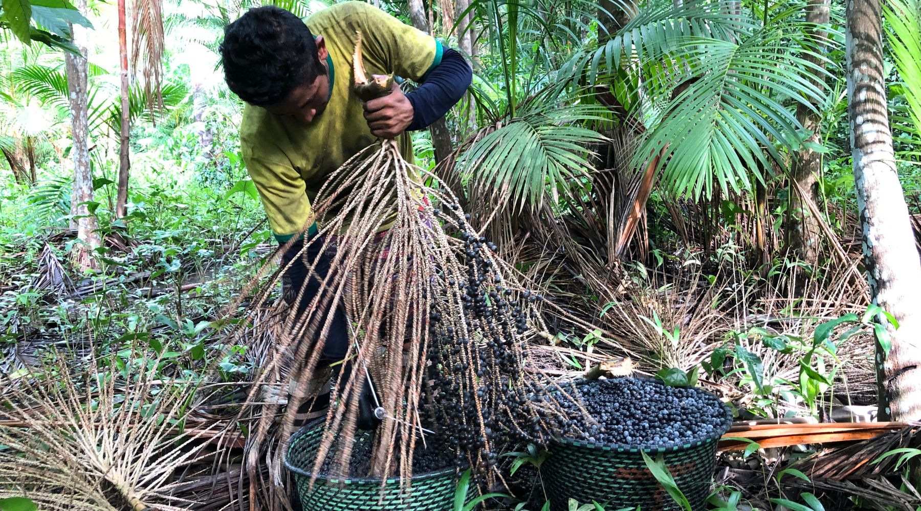 apanhador de açaí
