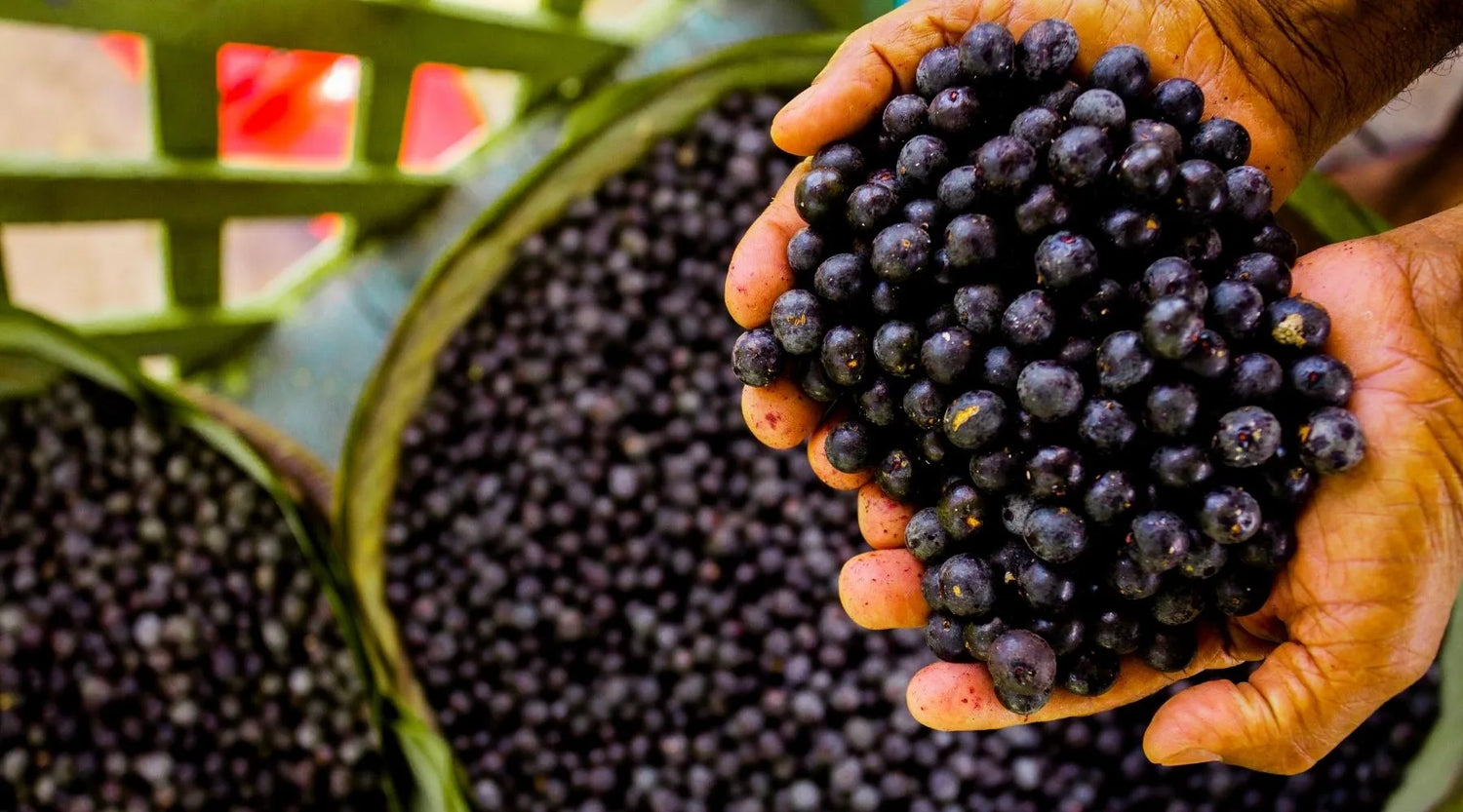 Une personne tient de l'acai dans le creux de ses 2 mains