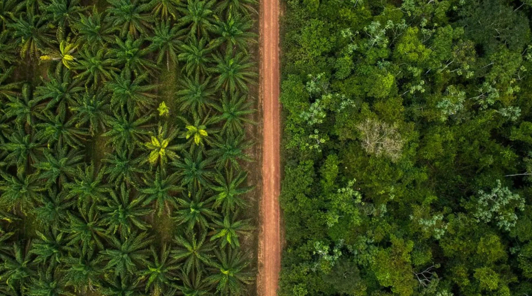 Agroforesterie vs monoculture : quelles différences pour l'acai?