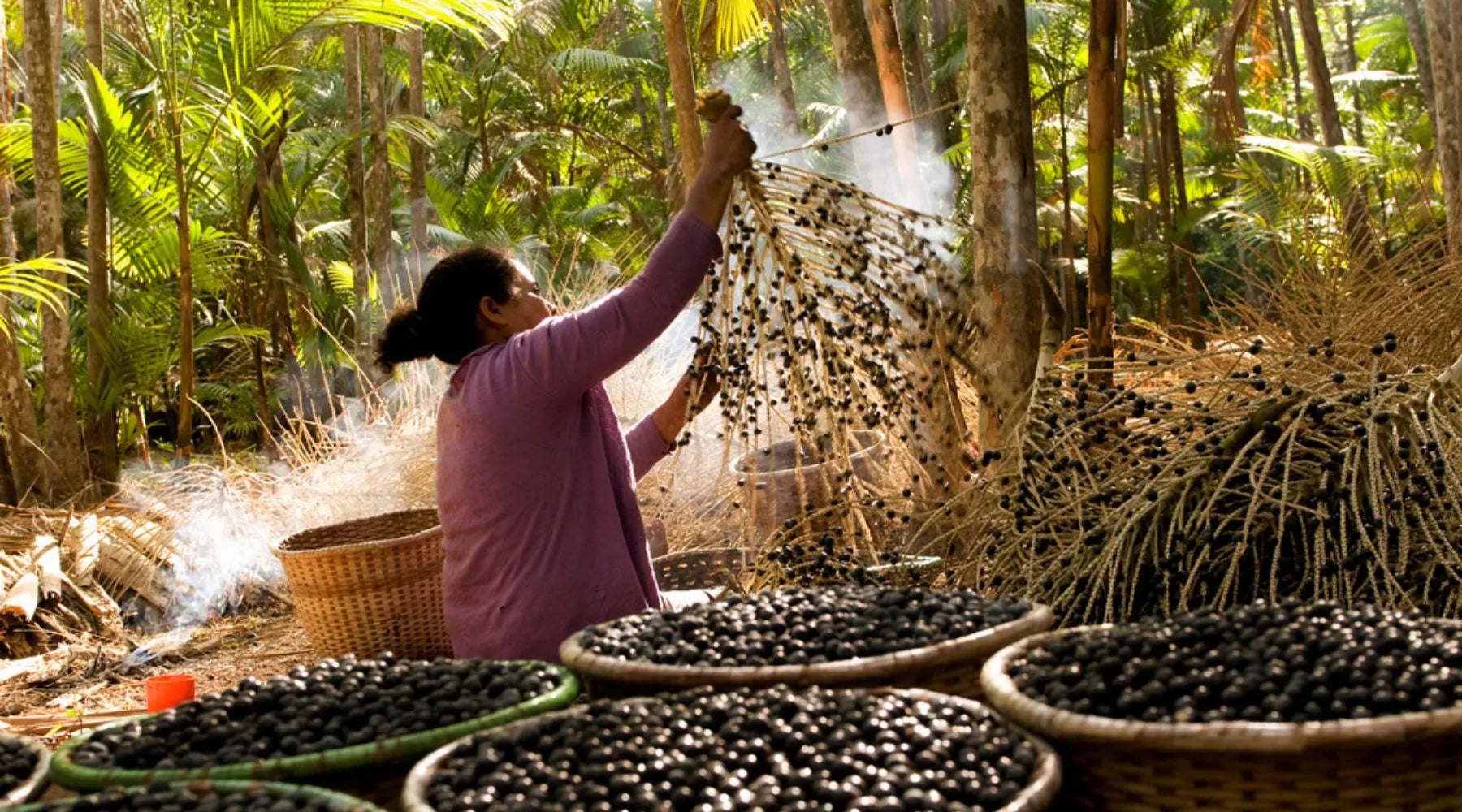 D’où vient l'acai de Nossa ?