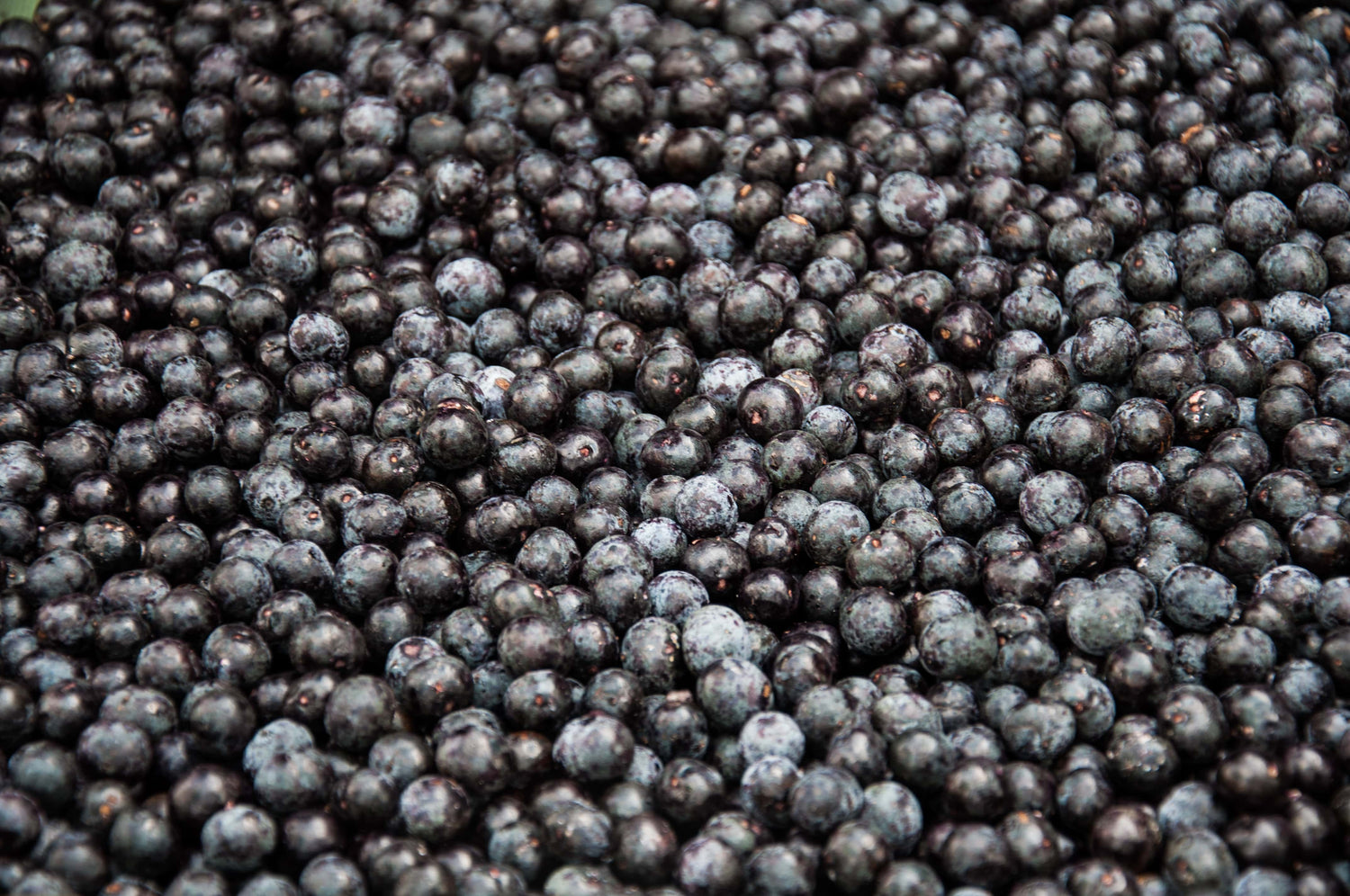 baga de açaí da Amazónia, polpa congelada de açaí