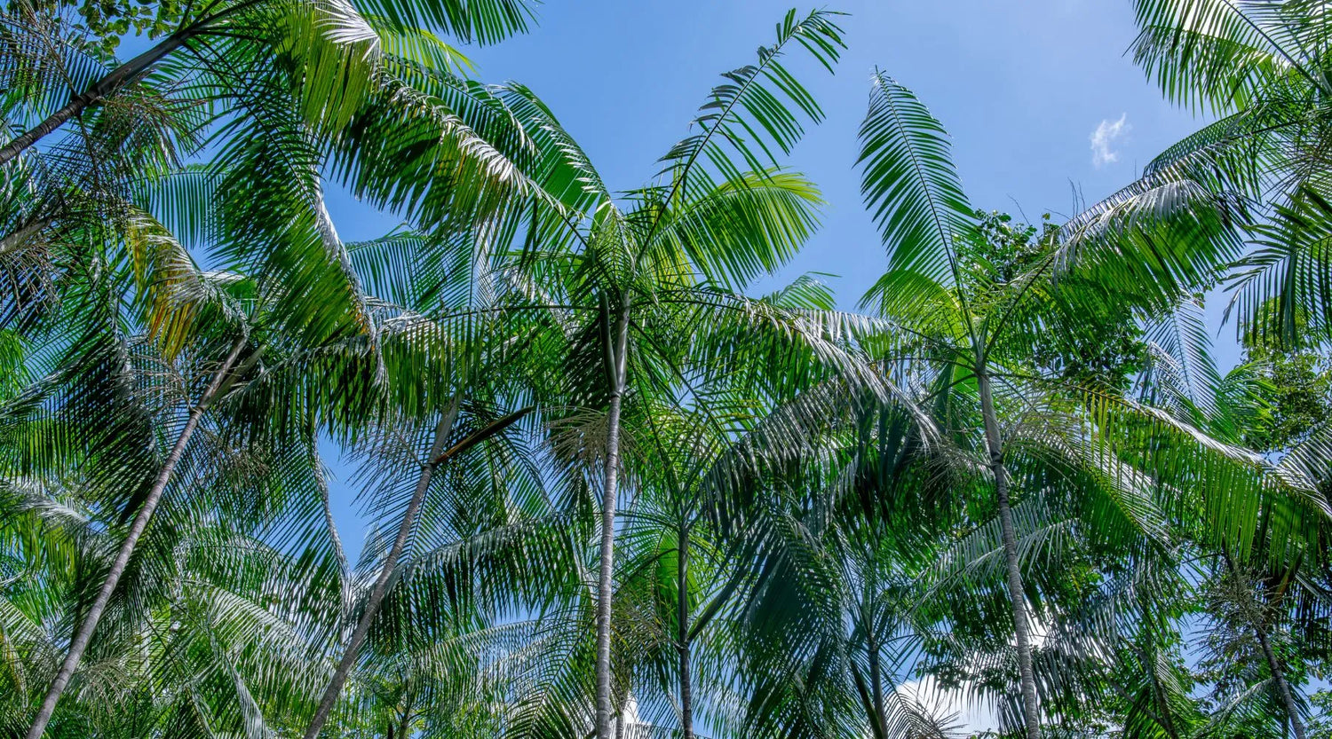 Pourquoi l'acai d'Amazonie est-il la référence mondiale ?
