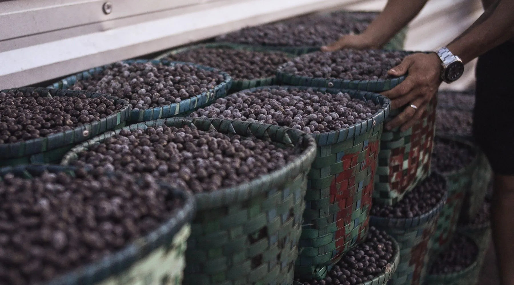 Qu’est-ce que l’acai ? Origine, bienfaits et comment le consommer