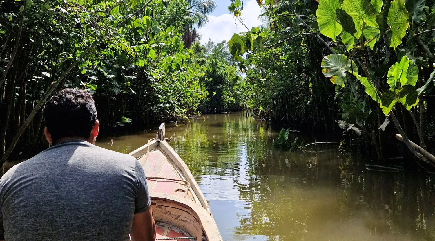 Bioéconomie en Amazonie : le modèle qui pourrait sauver la forêt