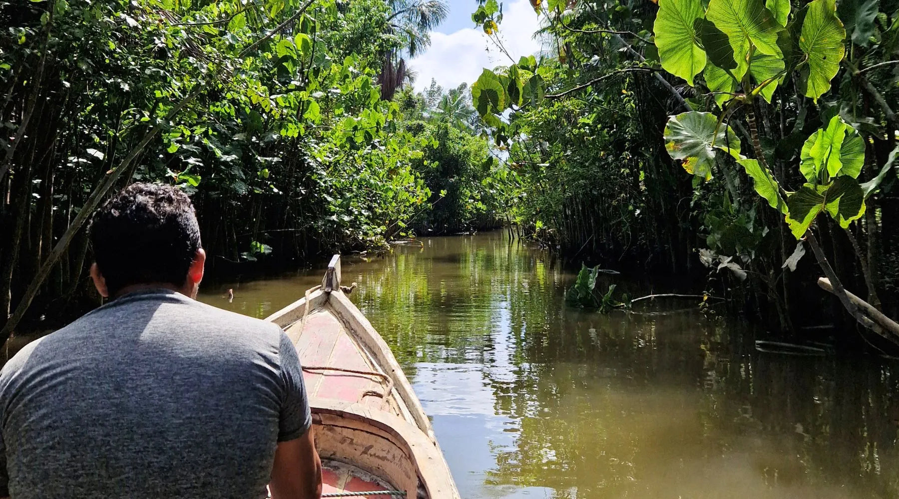 Bioéconomie en Amazonie : le modèle qui pourrait sauver la forêt