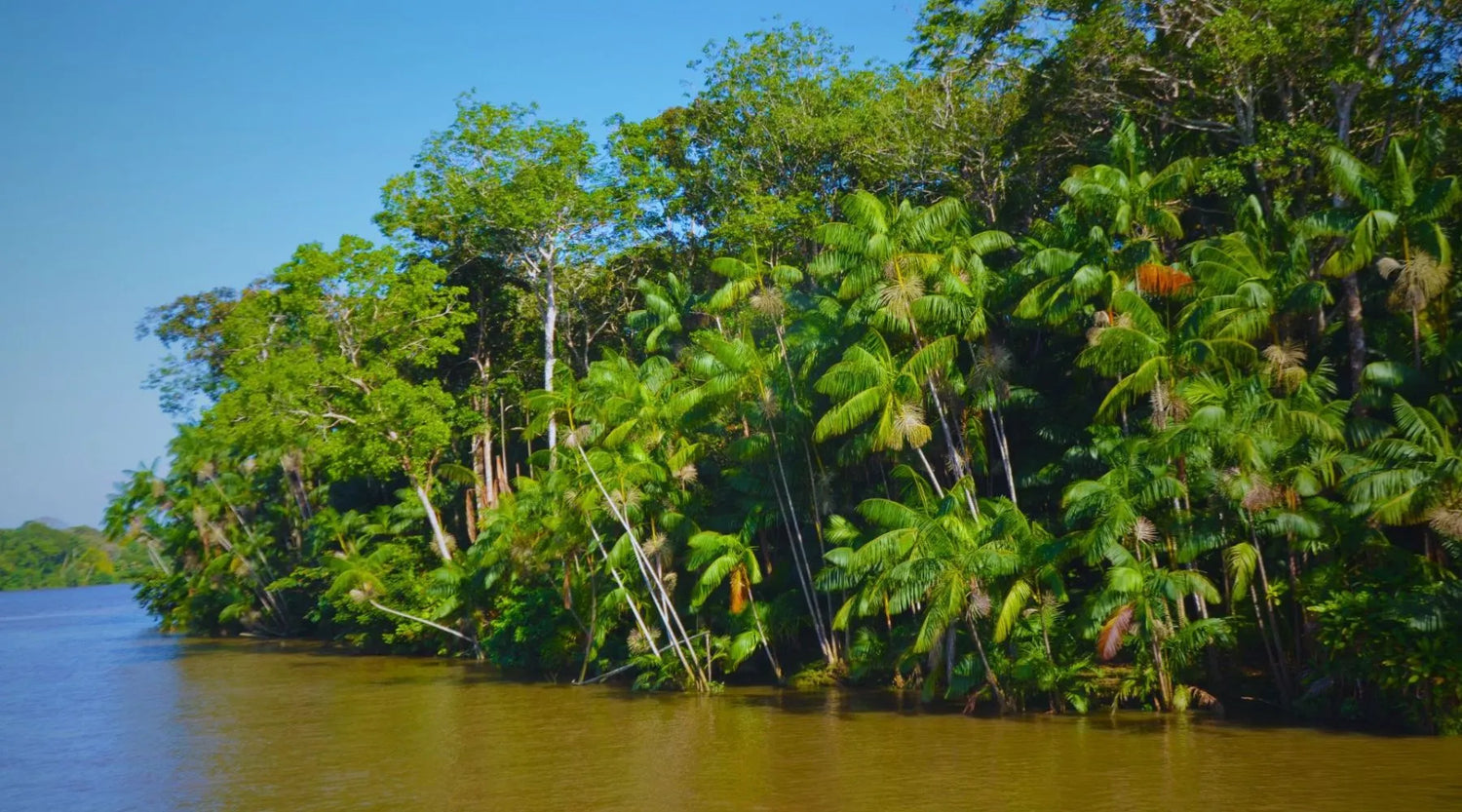 Amazonia brasileña