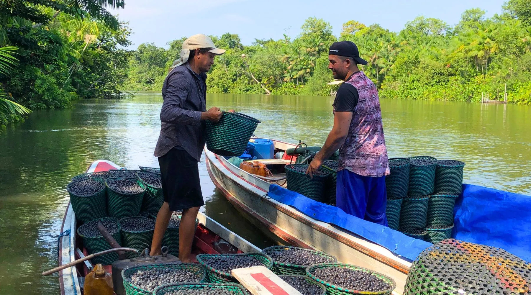La traçabilité de l'acai Nossa : de l'Amazonie jusqu'en Europe