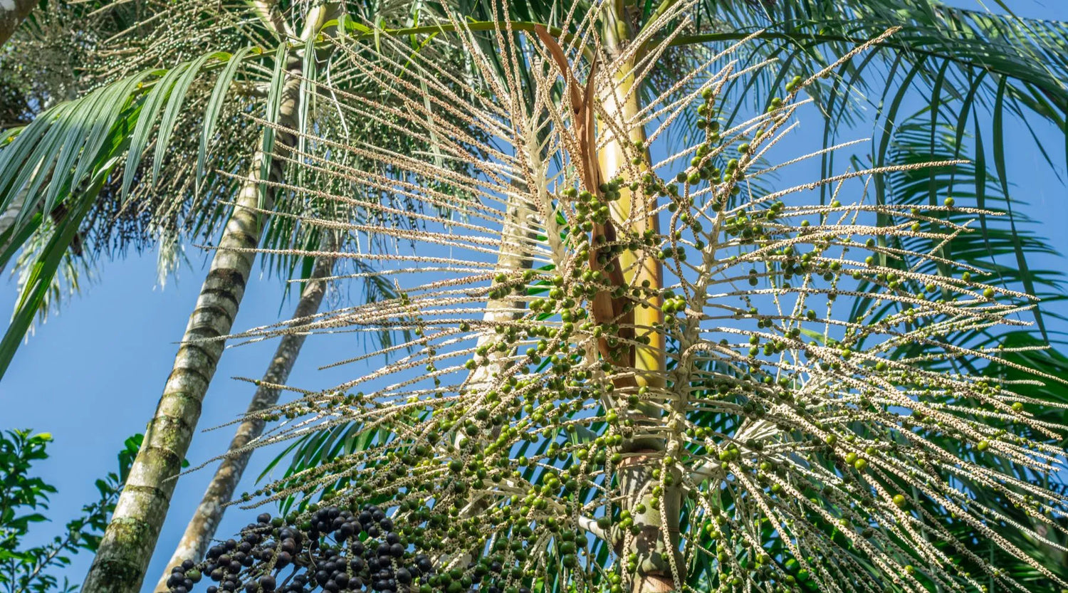 Récolte d'acai 2026 : pourquoi nous suivons de près l'évolution d'El Niño