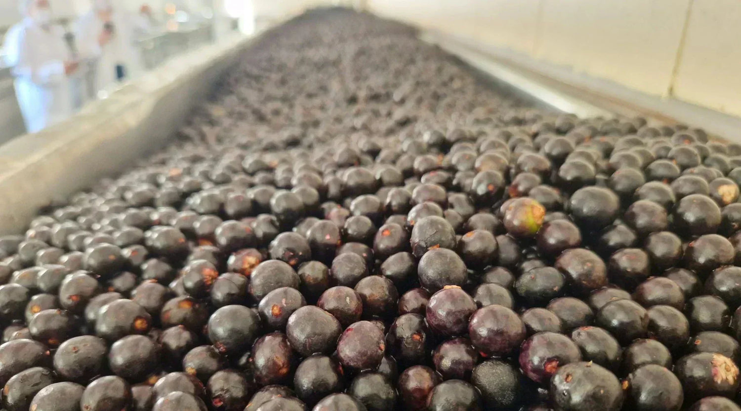 ¿Cómo se procesa el açaí en la fábrica? De la fruta al puré congelado