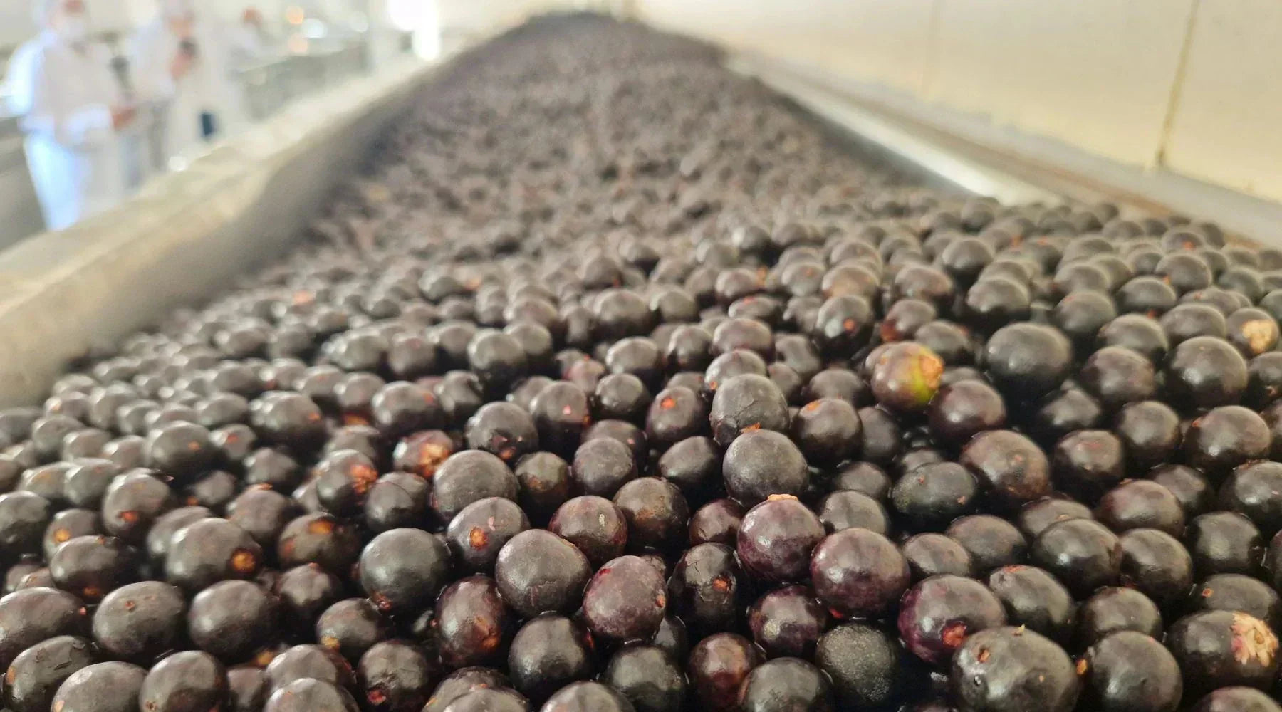 Comment est transformé l’acai ? Du fruit à la purée surgelée
