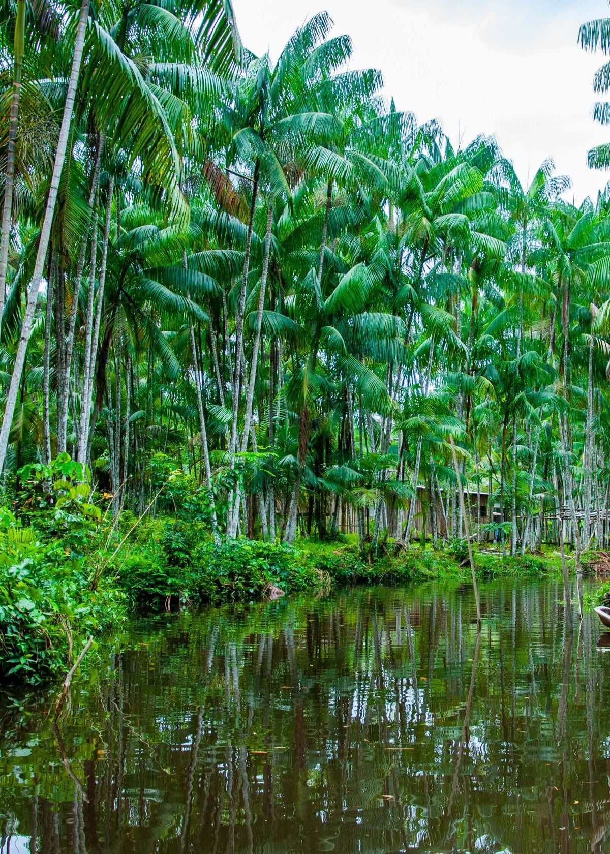 forêt d'acai au Brésil